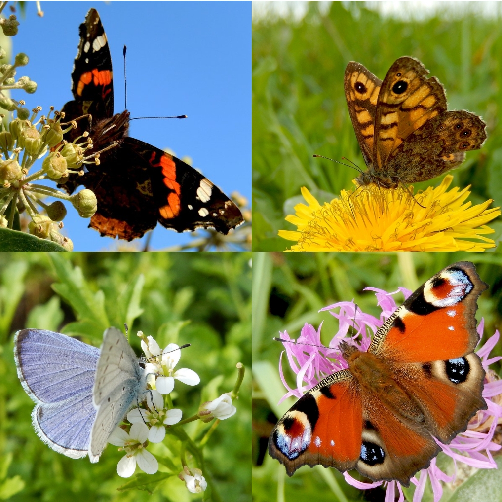 Workshop dagvlinders - aanmelden kan vanaf nu -