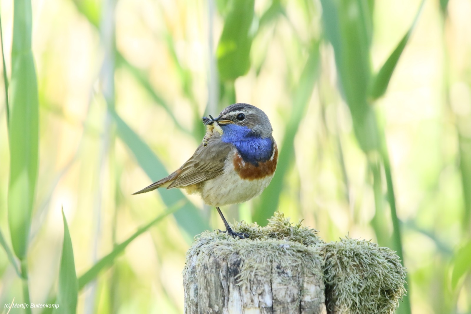 Vogels in de buurt, excursie