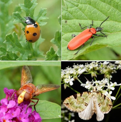 Jeugdactiviteit tijdens bioblitz Lanxmeer