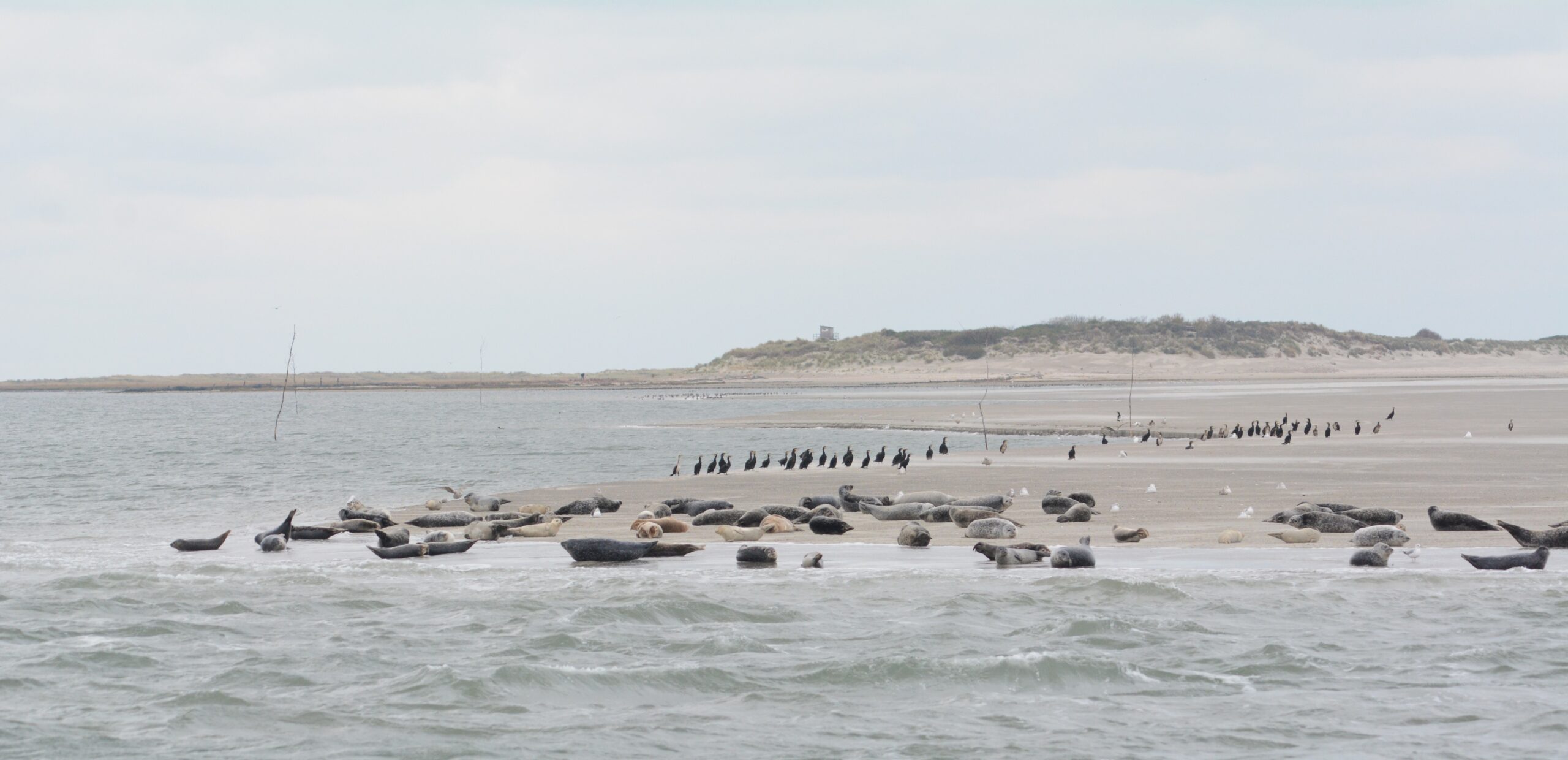 Lezing: Vogelwachters op Rottumeroog en Rottumerplaat