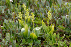 Excursie plantenwerkgroep Kennemermeer IJmuiden