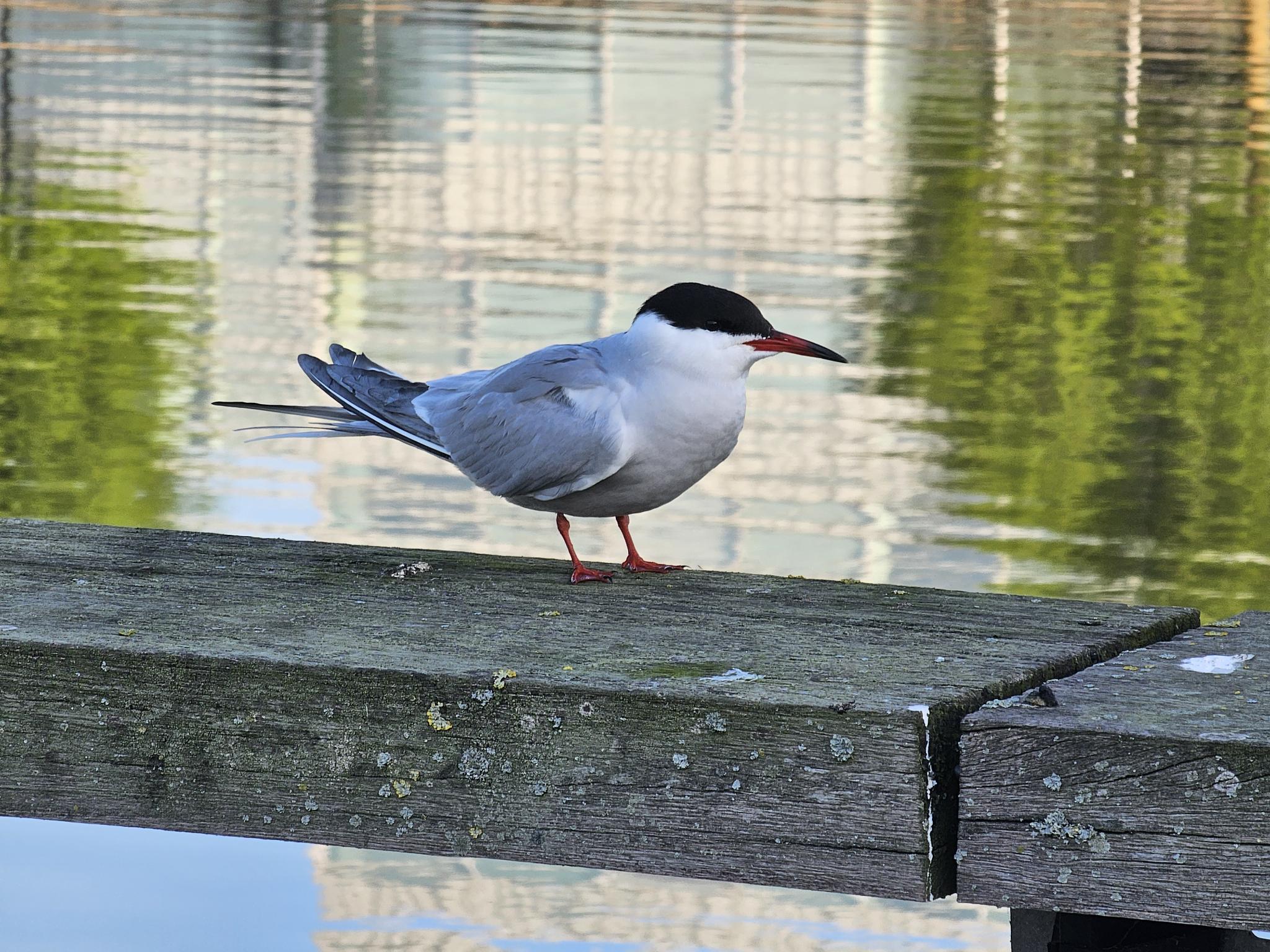 Vogels in de buurt, excursie