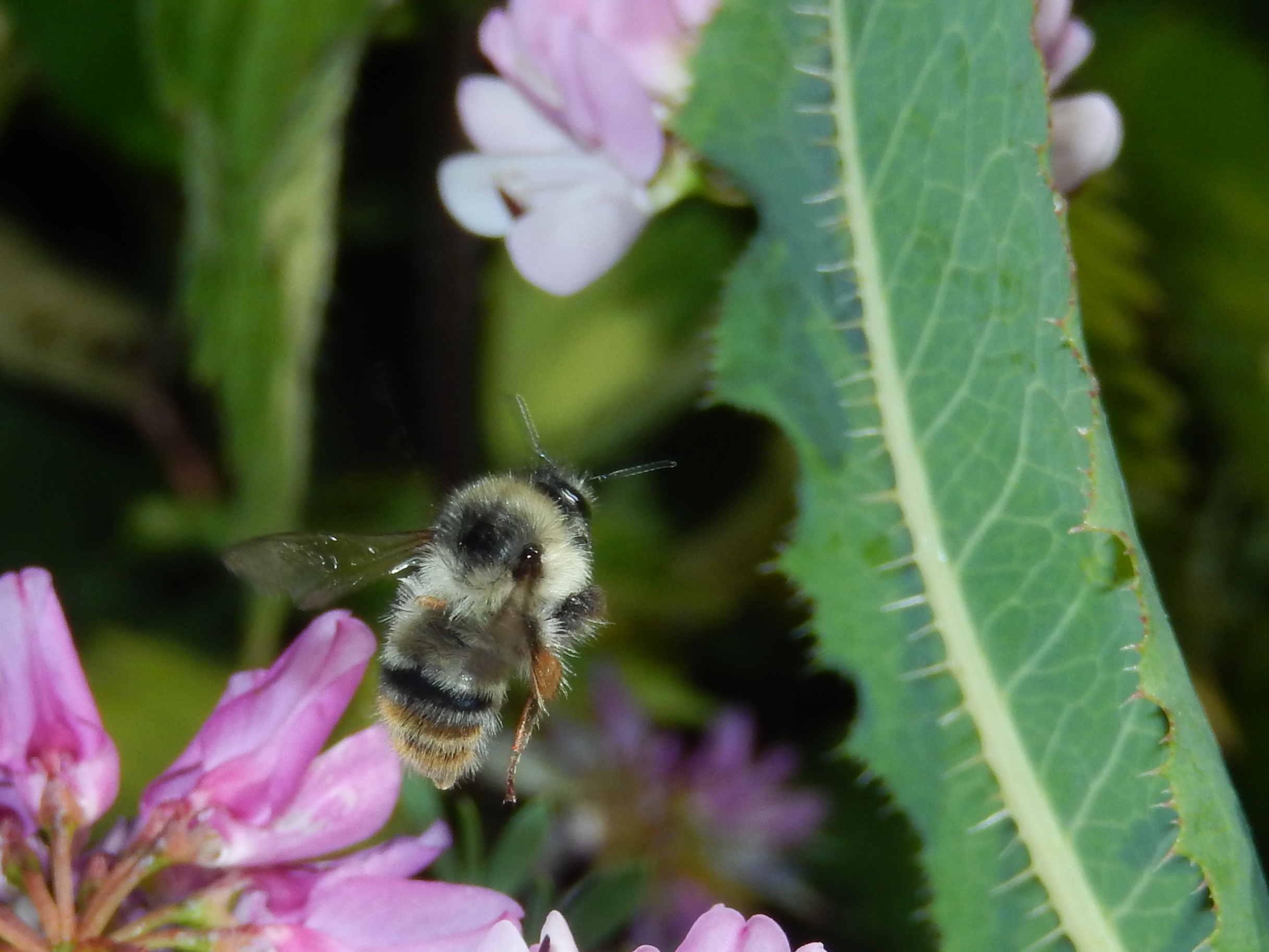 Start lezingenseizoen: Natuur dichtbij en ver weg