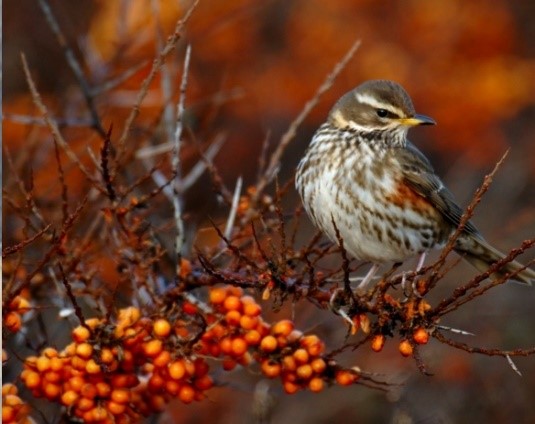 Vogels in de buurt, excursie